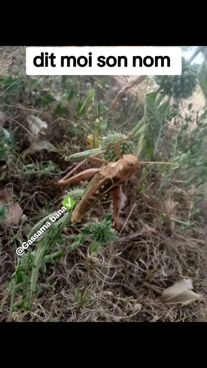 #vuestiktok #soninkara🇸🇳🇲🇱🇲🇷🇬🇲🇬🇳 #tiktokfrance🇨🇵 #tiktokmali🇲🇱223 #tiktokmauritanie🇲🇷 @fofana Camara @M D G 93 @𝐌𝐀𝐑𝐀𝐊𝐀𝐃𝐄𝐍🧕❤️🇫🇷 