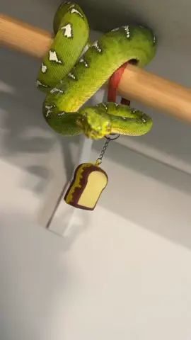 Frogger the ETB. No sass all vibes.  #etb #emeraldtreeboa #emerald #boa #boas #boasofinstagram #northernemeraldtreeboa snake #snakes #snek #reptile #reptiles #reptilesofinstagram #reptilelover #reptilekeeper #pet #pets #daily #instagram #tiktok #reels #cute #fun #happy #boise #idaho