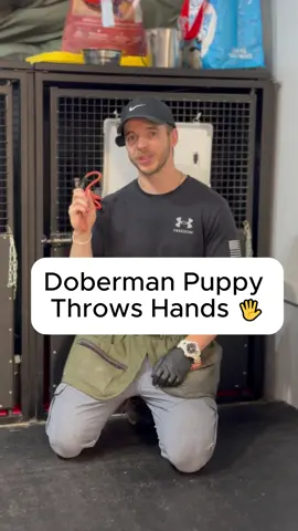 He said catch these handss 👊🏼  Now booking December 📅  Get my FULL Board and Train Program! Link in bio 💯 Let’s chat about your dog 📞 Book a free consult at www.streamlinek9.com 💻  #dogsoftiktok #dogs #dog #dogsofttiktok #dogsoftiktokviral #dogsvideo #doglover #dogtok #DogTraining #dogtraine #doggo #doglife #dogtrainingtips #dogtrainerlife #dogtrainersoftiktok #houstondogtrainer #doberman #dobermanpinscher #dobermans_of_tiktok #dobermann #dobermanpuppy #dobermansoftiktok #dobermans #dobermangang 