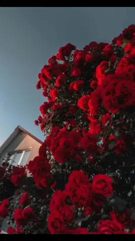 #ورexplore #المدينه_المنورة #اكسبلورexplore❥ #اكسبلورexplore #اكسبلورexplore❥ #اكسبلورexplore #اكسبلورexplore❥ #المدينه_المنورة 