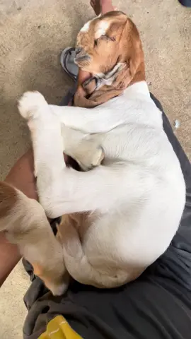 Mati pajek iso di uripi yen mati roso samsat ndi seng iso Ngatasi😁😝🤣🤣🤝🙏🙏#jrabangtulungagung #kambingetawa #kambingkontes #kambinglucu #tulungagunghitss #tulungagung24jam #fyp 