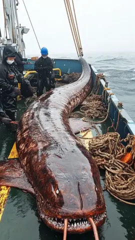 #GiantSeaCreatures #FishingDiscoveries #OceanMysteries #deepocean #octopus #fishinglife 