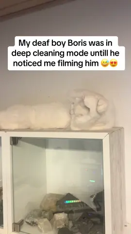 He was feeling it 😍😊🥹 #pet #PetsOfTikTok #fyp #sven #whitecat #petstory #deaf #boris 