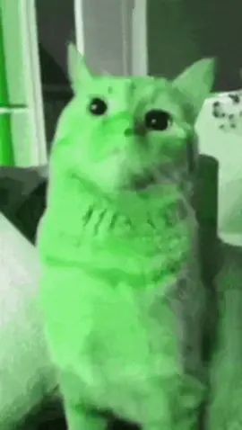 exercise caution when gnarping #cat #creaturefeature #gnarp 