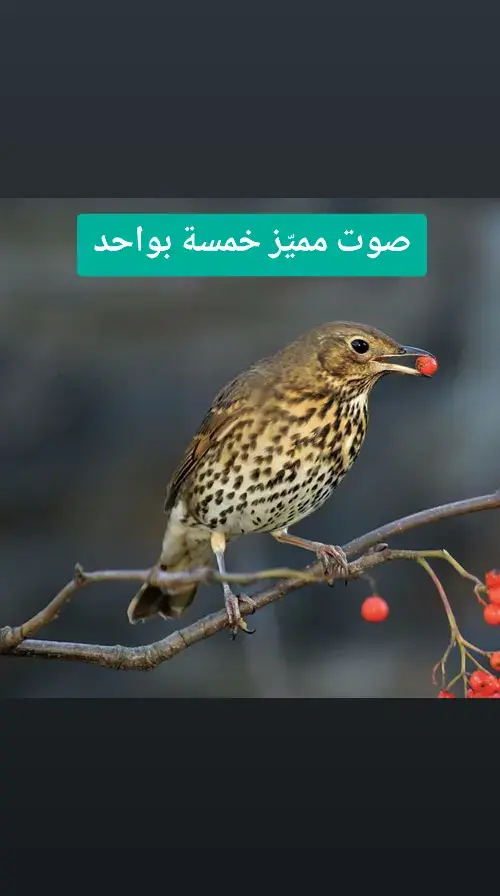 #صيد #سمن #طيور #اصوات #موسم 