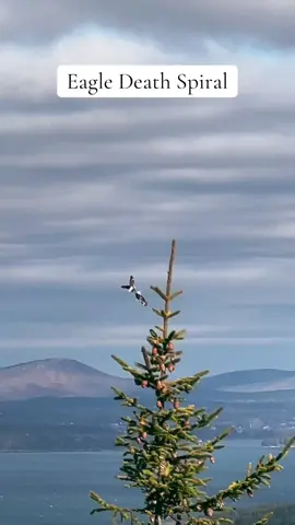 We caught something amazing our one of our hikes in Maine An eagle death spiral is a courtship ritual or fight between bald eagles that involves the birds locking talons and tumbling towards the ground.  This is a rare sighting and we are so lucky to have witnessed it #birdsoftiktok #deathspiral #rarebird #outdoorlife #hiketok #mainelife #nationalparksusa 