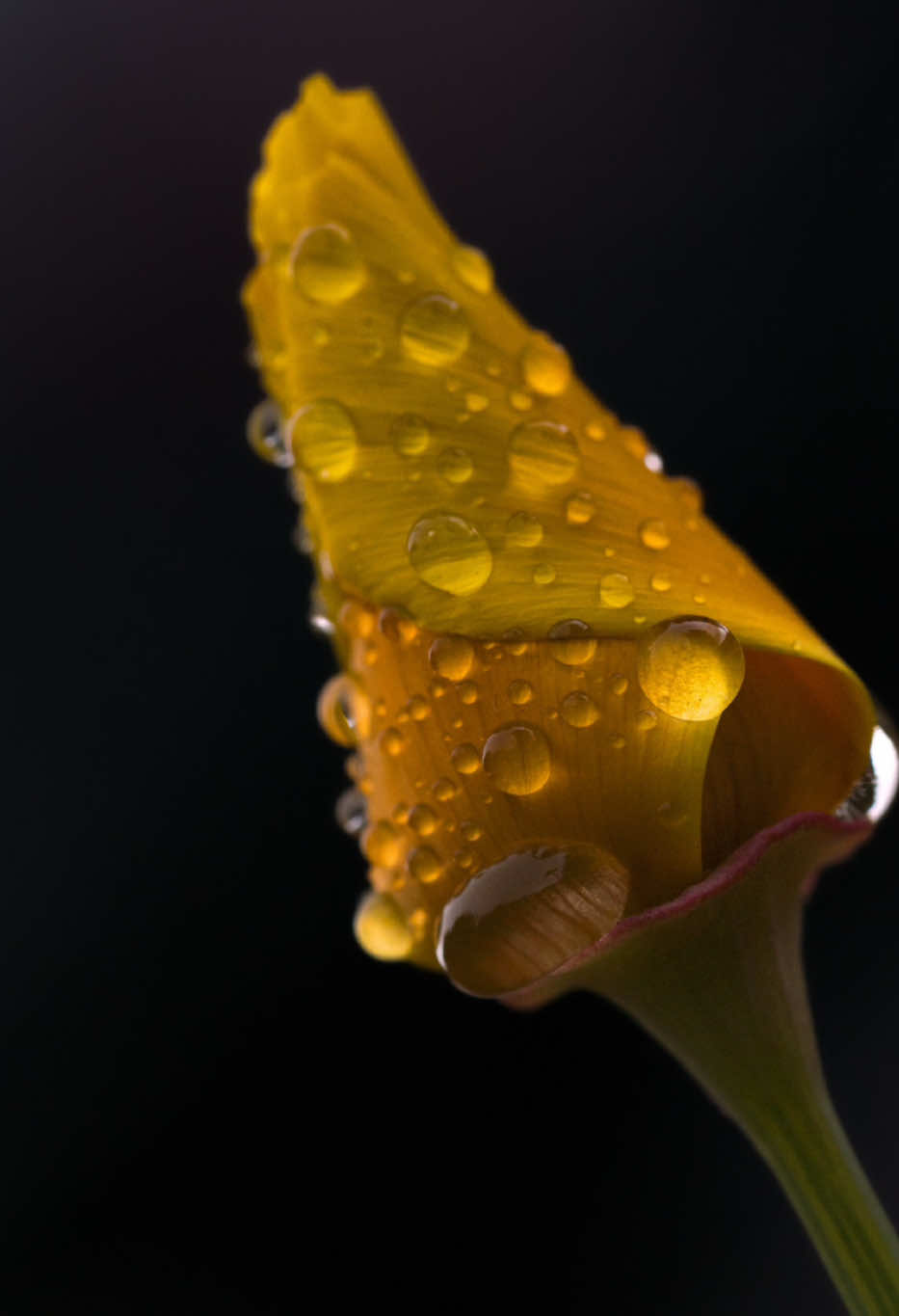 #Photography  #فوتوغرافي #تصويري #تصوير #ماكرو #صورة #ورد #ورورد #قطرات #قطرات_المطر #قطرات_الندي #قطرات_الندى #ندي #قطرة #زهور #هدوء #هدوء_الليل #هدوء🥀 #هدوءالليل #هدوء_النفس_وطمأنينة_القلب #سكون #الليل #الليل_الهادي #مساء #مساء_الخير #مساء_الحب_والسعاده #امسية #سكون_الليل #مصور #مصورين #مصورين_فوتوغرافين #المصورين #المصورين_العرب #نظر_العين #تسر_الناظرين #حاجه_عظمه #حاجه_حلوه #حاجه_رقيقة #رقة #ذوق #ذوقي_للناس_الرايقه #ذوقي #ذوقي_للناس_الرايقه💕🌹 #ذوقي #مصر🇪🇬 #مصريين #مصريين_ف_الغربة #العرب #الجزائر #المغرب #المغرب🇲🇦تونس🇹🇳الجزائر🇩🇿 #تونس #السعودية #الامارات #قطر #الاردن🇯🇴 #عمان #البحرين #الكويت #العراق #لبنان #لبنان🇱🇧 #فرنسا🇨🇵_بلجيكا🇧🇪_المانيا🇩🇪_اسبانيا🇪🇸 #فرنسا #المانيا #ايطاليا #سويسرا #اسبانيا #البرتغال #هولندا #بلجيكا #السويد #النرويج #الدنمارك #fyp #fyppp #fypindonesia #fyppage #fyppagee #fyppageforyou #fypviral #fypviralシ #fypviraltiktok🖤シ゚☆♡ #for #foru #fortnite #foruyou #forupage #foryoupage❤️❤️ #pour #pourtoii #pourtoiii #pourtoiiiiiiiiiiiiiiiii #pourtoipage #الشعب_الصيني_ماله_حل😂😂 #الشعب_الصيني_ماله_حل😂😂🏃🏻‍♀️ #الشعب_المصري #الشعب_المصري_ماله_حل😂😂 