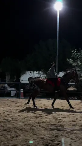 ياسراج النور بالفجري 🐎 #خيل_وخياله🐎 #قدرة_التحمل #سباق #خيل #اك 