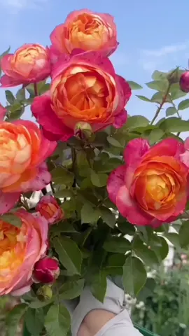 #flowers #fscenery #garden 💙💗💗🌹💞💞🍀💐💗