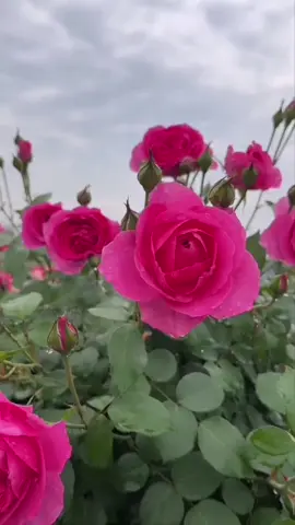 #flowers #fscenery #garden 🍀❤️‍🔥💞💞💗🌺💐💐☘️