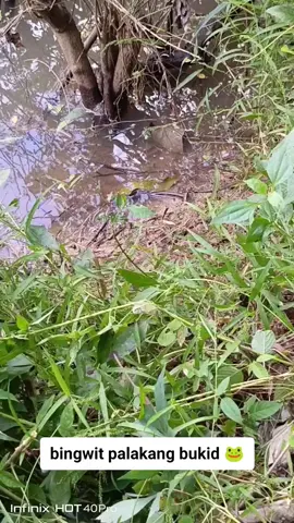 ang daming palaka Dito chamba #jesslodsvlog #palakangbukid🐸🐸 #bingwitpalaka