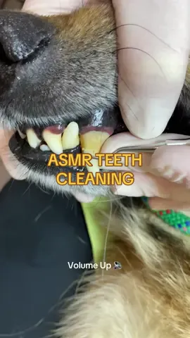 Asmr Teeth Cleaning #asmr #asmrcleaning #satisfyingvideo #dogtiktok #PetsOfTikTok #asmrsounds #CleanTok 