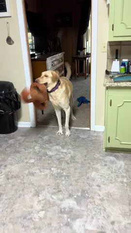 #fypシ゚viral #dogsoftiktok #sillyanimals 