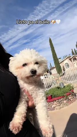 El concentido de la casa 🤍 #quebonitavidametoco 