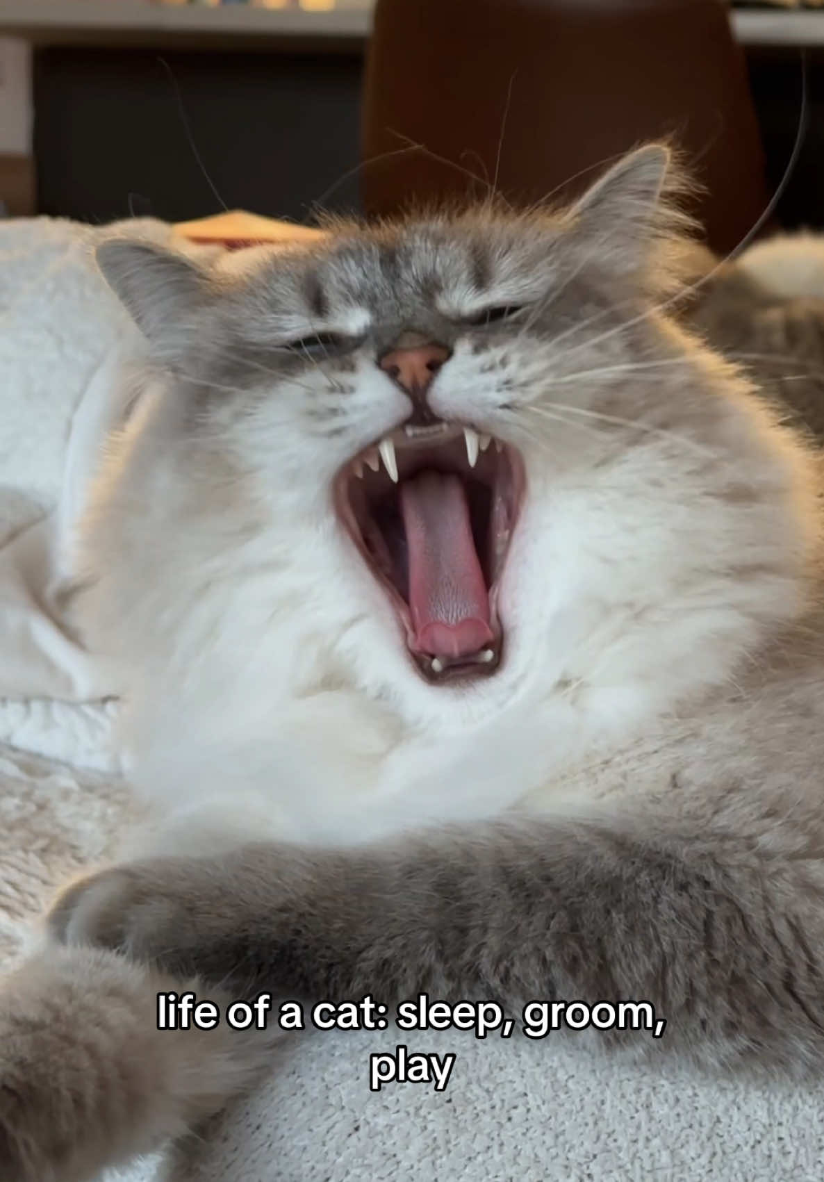What a life…  #catlife #catlifestyle #catlifeishard 