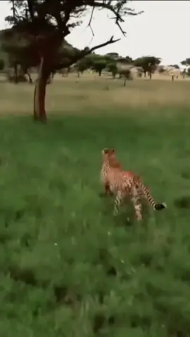Cheetah vs Kasongo