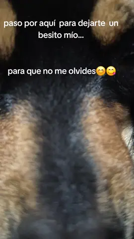 #enamorada #regalona #besitos😘🦋🌹 #perritostiktokers #mollejita #abichuela te dejo un beshito para que no me olvides 🥰