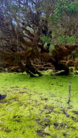 Lembah Waru Tolangi Baliase Luwu Utara #gunungbaliase #luwuutara #lutra #lutrainfo 