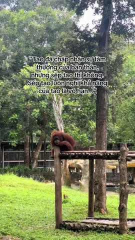 Muốn dc tầm thường #vairal #xuhuong #monkey #funny #VinWondersPhuQuoc #Vcreator #SafariPhuQuoc #GrandWorldPhuQuOC #WakeupFestival #fyp 