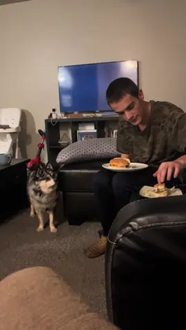 He never gets food like this 😂 #pomklee #dog #dogsoftiktok 