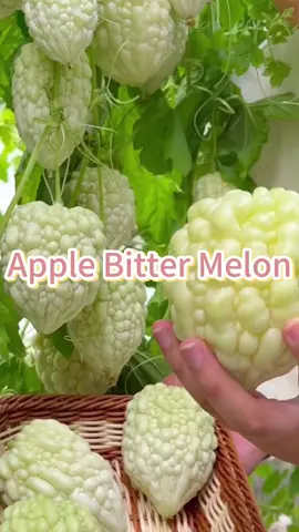 Apple bitter melon#plant#garden#harvest#applebittermelon#vegetable#agriculture#cultivation#healthyvegetable#planttips