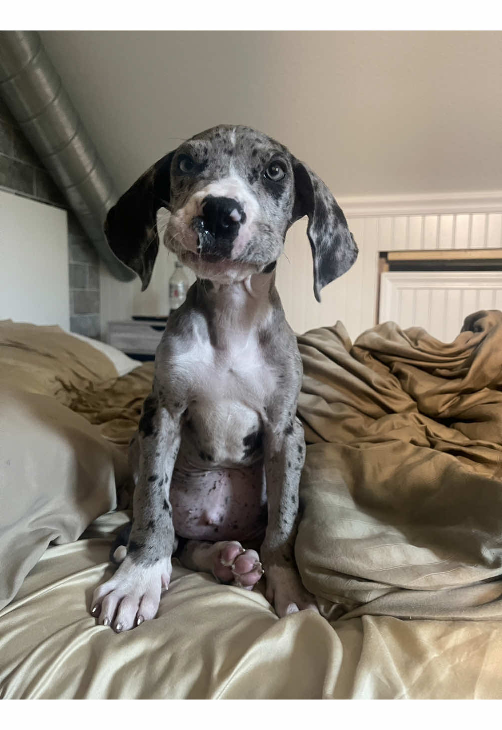 I think the list of what I havent seen at the shelter is way shorter than what I have seen! Riley, along with an exotic animal that is considered a threatened and protected species and 32 other animals were confiscated after being found inside a stolen moving van during a traffic stop! She had pneumonia and terrible Giardia when we adopted her but now shes thriving and my perfect angel girl! 😭  #adoptdontshop  #greatdane 