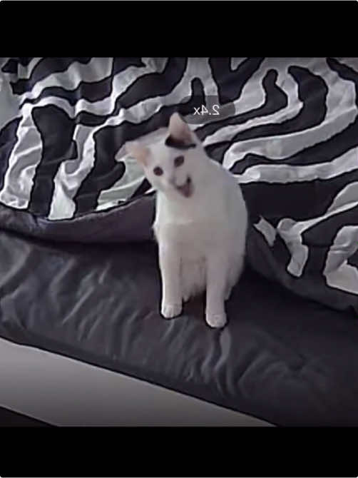 Cats in the surveillance footage #catsoftiktok #cat #cats #funnycat #funnyanimals #funnycatvideo #catlover 