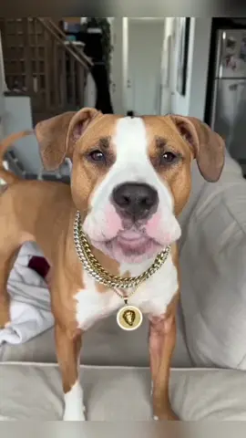 Dog that speaks english#dog #dogsoftiktok #funnyanimals 