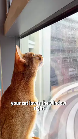 Give Your Cat a Cozy Perch with Our Foldable Window Hammock! 🛏️🐱 #cat #cats #pet #catoftiktok #PetsOfTikTok #hammock #cathammock #blackfriday #blackfridaydeals #tiktokshopblackfriday 