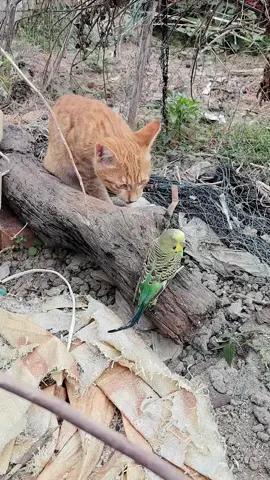 funny cats videos 2024#funny #funyzone #funnyanimals #cat #dancingcat #comedy #trending 