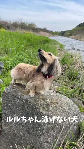 #泳ぐ犬 #swimmingdog #duchshund 