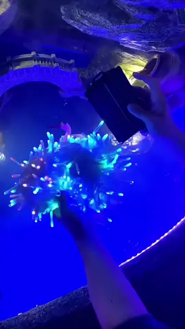 Đèn Giáng sinh năng lượng mặt trời không thấm nước trang trí siêu đẹp #denled #dentrangtri #daydenled #denledsieusang #trangtrinhacua #denledthongminh #dentrangtritet #thinhhanh #xuhuong #viral #den 