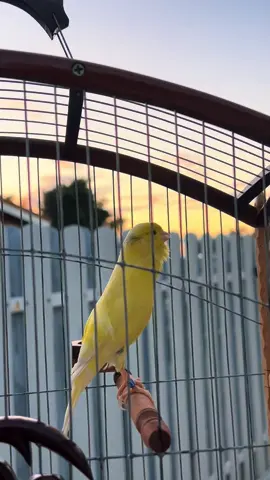 Canario clasico  #canariostimbrados#timbradoespañolfloreado#timbradoclasico#cantofloreado#canarymiamifl#canarioscantando#miamiflcanary#canariosmiamifl#canaryentertainment 