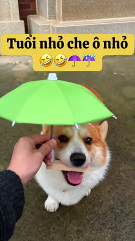 Là che mưa dữ rồi đó Sen...🐶 🐶☔ #corgidaobu #corgi #viral #haihuoc #thucung #vuinhon #pet #chomeo #dog #xuhuong #xuhuongtiktok 