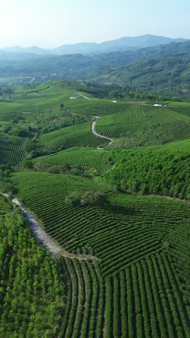 Đồi chè xóm 10 xã Tân Linh . Đại Từ . Thái Nguyên vẻ đẹp không thể chê được #chethainguyen #xuhuongtiktok #thinhhanh 