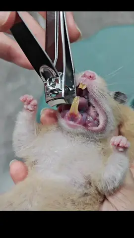 Cutting my cute hamster’s teeth ☺️ #Fyp #Hamster #Pet #hamstersoftiktok #hamstercare #cute #funny #cutting #teeth #animals 
