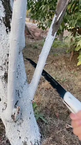 ¿Cansado de luchar con ramas y madera? 🌳✂️ ¡Esta sierra plegable lo hace todo más fácil! ✔️ Corta rápido y sin esfuerzo ✔️ Ideal para el jardín, carpintería o campamento ✔️ Compacta y segura para llevar a cualquier lado ✨ Envío gratis y pagas al recibir. ¡No esperes más! 🛠️ #Jardinería #Carpintería #Herramientas