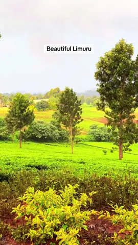 #creatorsearchinsights  Breathe in the beauty of the green .. #kenya #creatorsearchinsights #majicalkenya #tembeakenya #nairobicounty #limurutiktokers 