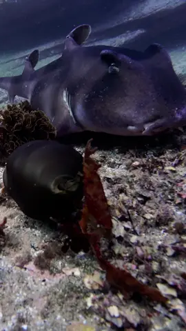Who needs opposable thumbs when you've got determination? Watch as this Crested Horn Shark makes a bold attempt to grab a Port Jackson egg for breakfast! 🍳🦈✨ Did you know that Crested Horn Sharks have unique molar-like teeth at the back of their jaws, perfect for crushing hard shells, while their front teeth are sharp and pointy for grabbing prey? Captured with the Action 4 🎥 @osmo_global 📝 Follow for more wild marine life encounters and ocean secrets! 🌊🐠 #CoogeeBeach #ProtectCoogeeReef #CoogeeLocal #CoogeeLife #PortJacksonShark #CrestedHornShark #OsmoAction #UnderwaterAustralia #MarineLifeConservation #abcmyphot #sharkbehavior 