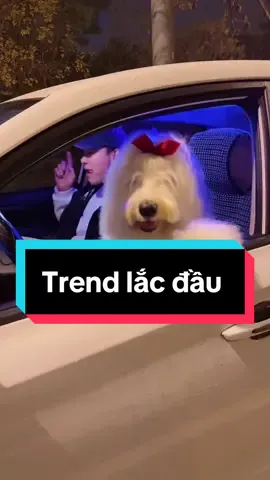 Trend lắc đầu 🤣#trend #fypシ゚ #fyp #xuhuong #nhachaymoingay #dj #trungquoc #nhactrungquoc #giaitri #haihuoc #thucung 