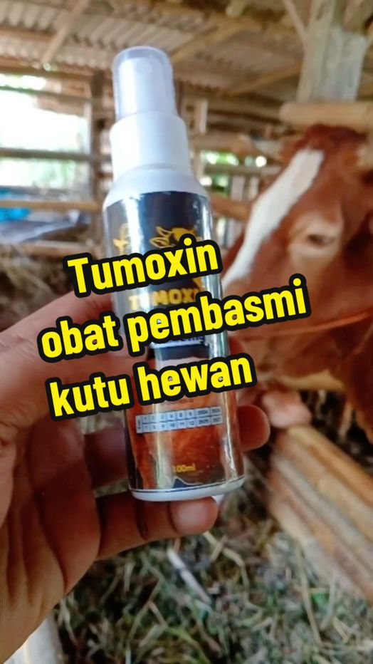 Membalas @eyang.rekso.reksoHarga Tumoxin Obat Pembasmi Kutu Hewan di tiktok #sapi #kambing #obatkutu #obatkutuhewan #pembasmikutu #tumoxin 