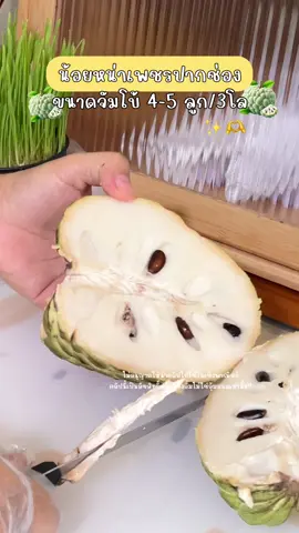 ถ้ากดจากร้านนี้ส่งเร็วตรงปก เนื้อแน่นหนุบถูกใจแน่นอนค่าา✨🫶 #น้อยหน่า #น้อยหน่าเพชรปากช่อง #สวนน้อยหน่าน้องอานอล #อร่อยบอกต่อ #tiktokshopครีเอเตอร์ #อั้มไม่ใช่อุ้มมมม 