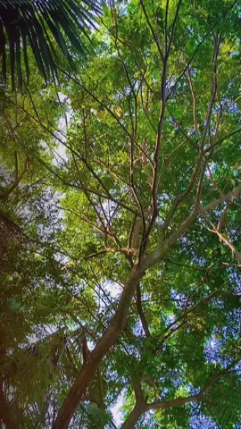 Chuyến này đò ơi anh muốn đi sang đò😆#chilchil #xuhuongtiktok #miềntây #miền_tây_sông_nước #69camau #61binhduong #fy #fybシviral 