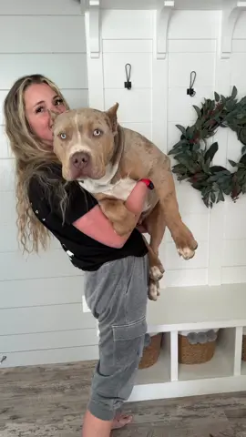 Boy is a tank  #bullylife #bullylove #bigpuppy #bigdog #merlebully #dogmom 