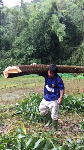 Ai đã từng bóc vác keo tràm sẽ hiểu sự vất vả nặng nhọc này😢. A di đà phật🙏                                          #thevungcao #piriuthe #videoviral #aluoi #huế #namdong #quangtri #donggiang #namgiang #taygiang 