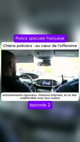 Chiens policiers : au cœur de l'offensive #chiens  #controledepolice #bavarde #policemunicipale #gendarmerie #infraction #reportagefr  