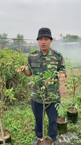 Cách làm cóc Thái trồng chậu ra hoa đậu quả ạ!