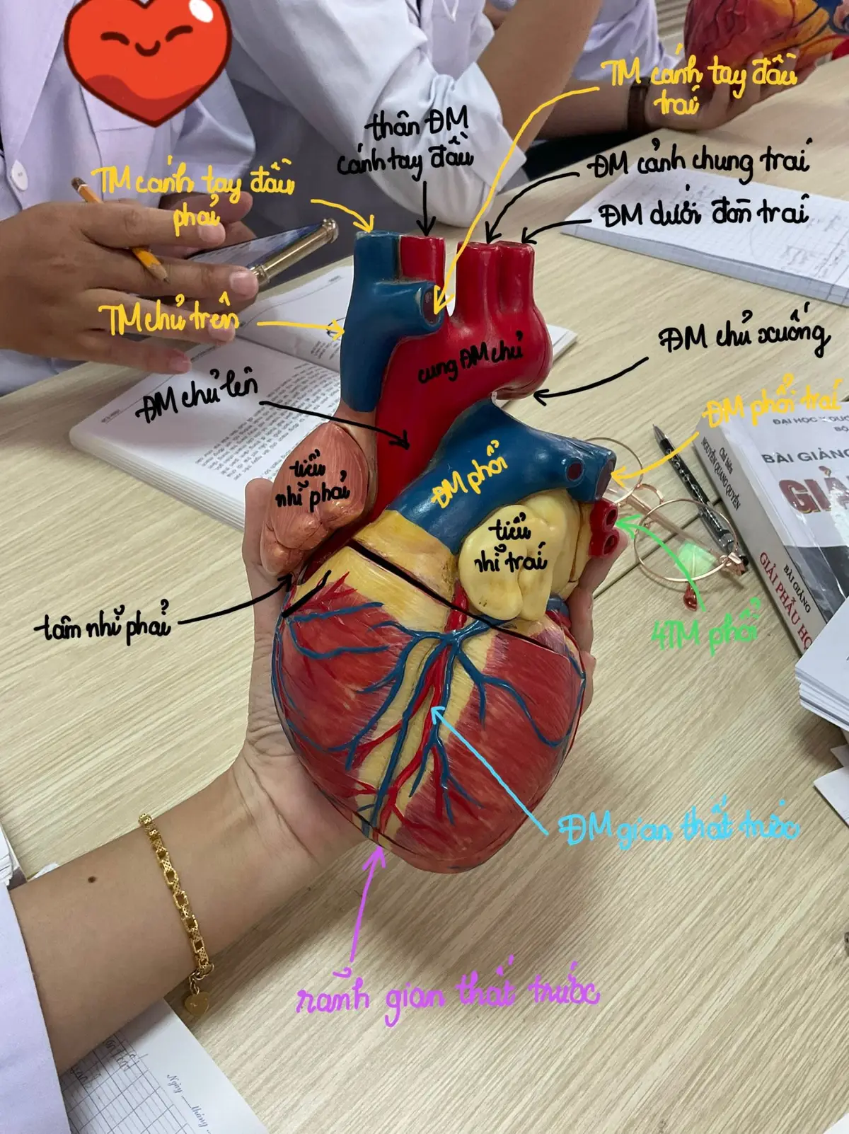 Ôn bài đi nào học lẹ lẹ về ăn tết nào #sinhvien #giaiphaunguoi #yduoc 