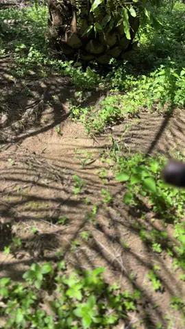 Pesona bibit abal abal 80btg dengan rata” 800-900kg per 18 hari:), banyak sedikit di syukuri😁 #fyp #masukberanda #kulisawit #petanisawit #sawitontiktok #sawitkalimantan 