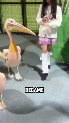 Pelican falls in love with human girlfriend 😂😂#tiktok #fyp #foryou #cute #pelicans  #funny #us